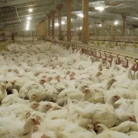 استخدام کارگر مرغداری گوشتی با خانواده در سقز