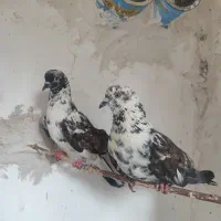 کبوتر جفت عالی