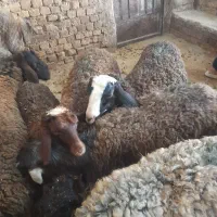 ۲۱راس بره نر
