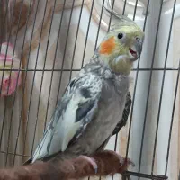 عروس هلندی