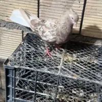 اشعل کرم