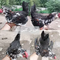 جفت گلین پنگوئنی و خروس گلین و جوجه گلپایگان|حیوانات مزرعه|رشت, معلم|دیوار