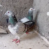 کفترصید|پرنده|مشهد, شهرک مهر آباد|دیوار