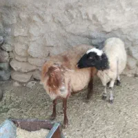 میش