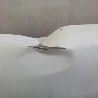کاپوت کوییک و ساینا