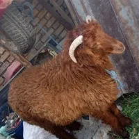 گوسفند