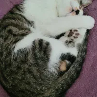 واگذاری گربه ماده DSH