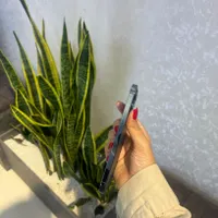 آیفون ۱۲پرومکس/قوی و بی‌رقیب/بدون‌پیش‌پرداخت بخر|موبایل|اصفهان, احمدآباد|دیوار