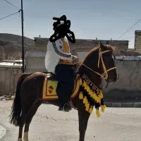 اسب
