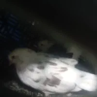 کبوتر