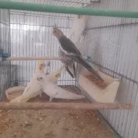 6 عدد عروس هلندی