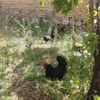 مرغ تخم گذار