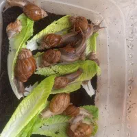 حلزون های مولد