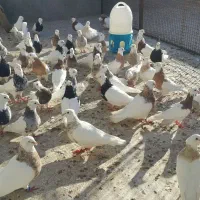 کبوتر طوقی کرمانشاهی