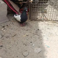 کبوتر|پرنده|نگین کویر, |دیوار