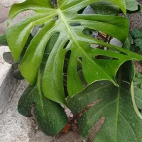 گل برگ انجیری مونسترا