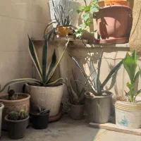 گلدان باغچه وآپارتمان