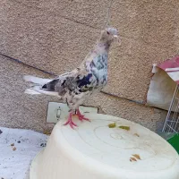 جوجه هفت رنگ