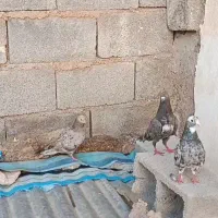 کبوتر
