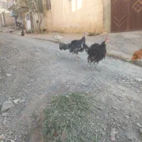 بوقلمون