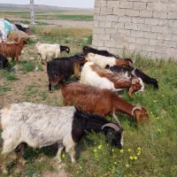 بزشیری درجه 1