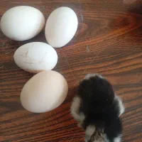 تخم مرغ گلین نطفه دار