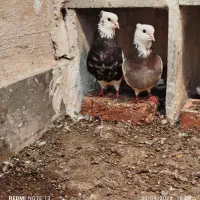 کبوتر کافه سورور