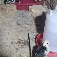 جوجه گلین ۴۰تاج اصیل