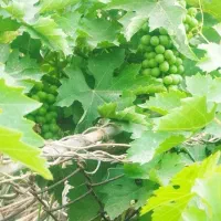 درخت میوه|گل و گیاه طبیعی|آبادان, |دیوار