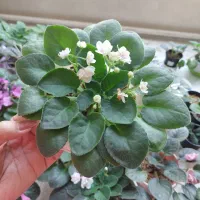 گل و گیاه شاداب و سالم