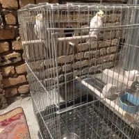 عروس هلندی