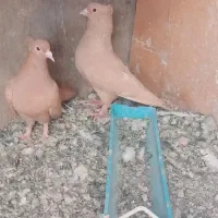 جفت زرد کلایی و جفت سینه سیا کلایی