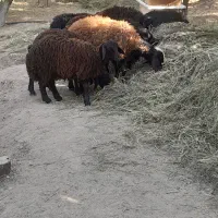 گوسفند