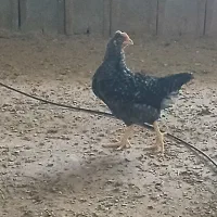 جوجه مرغ گلپایگانی اصلاح شده