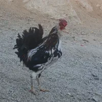 مرغ و خروس ریشوچهل تاج