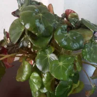 گل زیبا|گل و گیاه طبیعی|مراغه, |دیوار