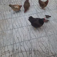 چهار عدد مرغ تخم گذار