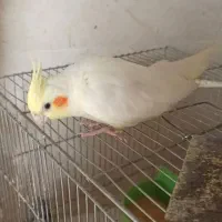 ماده آماده مست مست سفید و مرواریدی