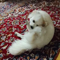 سگ خونگی پامر خوشگل