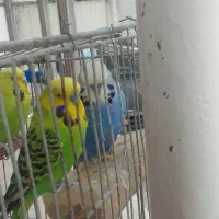 مرغ عشق انگلیسی گرید a