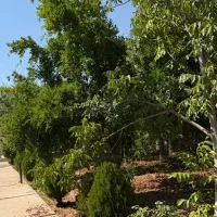 850 متر زمین باغشهری خوش قواره