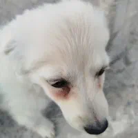 پامر روباهی