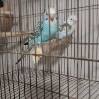 جوجه مرغ عشق دورگ