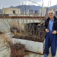 نهال درخت گردو پنچ ساله