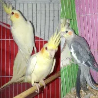 عروس هلندی