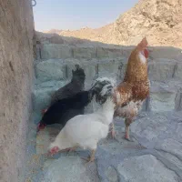 مرغ و خروس محلی درجه یک مسعودیه