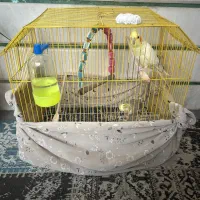 دوعدد طوطی