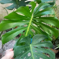 مانسترا کینگ دلیسورگزا بزرگ پربرگ