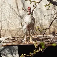 فروش مرغ و خروس لاری تخم گذار