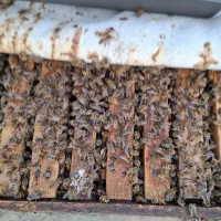 فروش زنبور و بچ